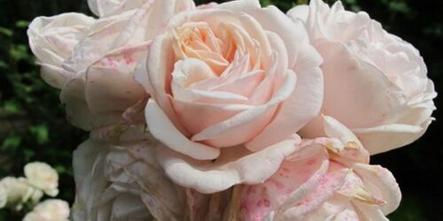 Gertrud-Kolmar-Rose, Foto: Bert Krüger