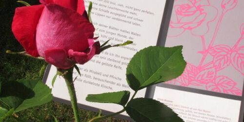 Kirschrose, Foto: Bert Krüger