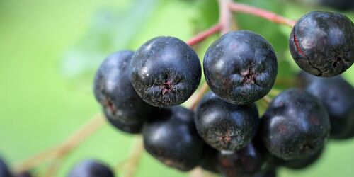 Aroniabeeren, Foto: Goran Horvat auf Pixabay