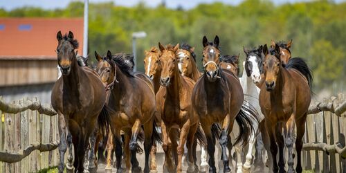 Trakehnerherde-1, Foto: Bernsteinreiter