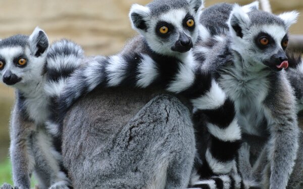 Kattas, Foto: Tierpark Cottbus
