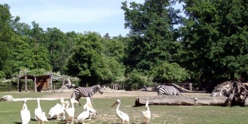 Pelikane, Foto: Tierpark Cottbus