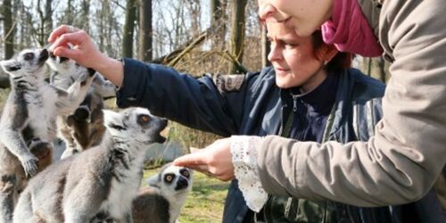 Kattas, Foto: Tierpark Cottbus