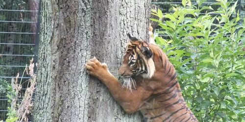 Tiger auf der in 2015 neueröffneten Außenanlage, Foto: Tierpark Cottbus