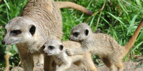 Erdmännchen, Foto: Tierpark Cottbus