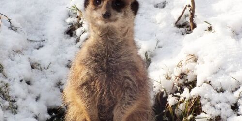 Erdmännchen im Schnee, Foto: Tierpark Cottbus