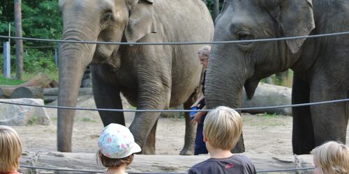Elefanten Karla und Sundali, Foto: Tierpark Cottbus