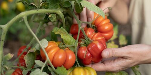 Bunte Tomaten im Schaugarten, Foto: Julia Borchardt / vivografie.de, Lizenz: Naturparkverein Hoher Fläming e.V.